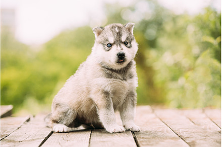 Four-week-old Husky Puppy Of White, an Animal Photo by Our Amazing World