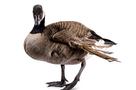 Small Canadian Goose on white background, a Photo by Cat'chy Images by Nynke
