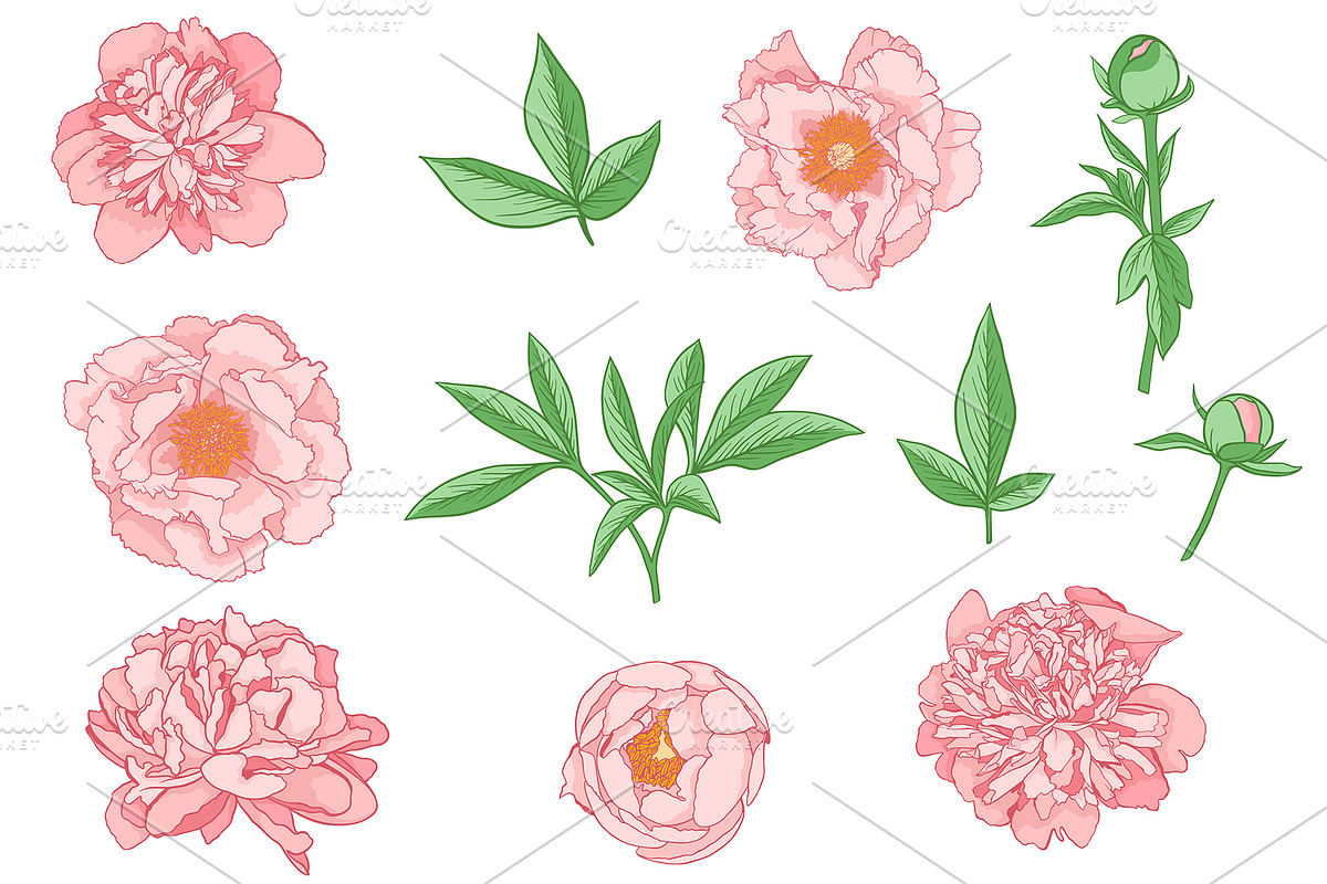 Peony Flowers Design Kit, a Decorative Illustration by Artspace (Photo 2 of 6)