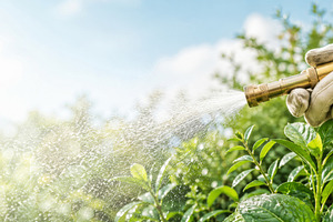 Gardening during heatwave with hose, a Photo by Dvoevnore photos