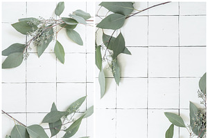 Eucalyptus Stock Photography