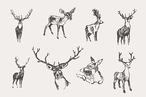 Set Of Sketches Of Noble Deer