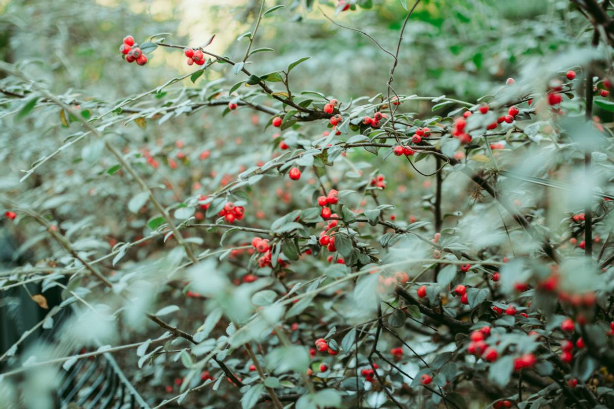 Film Lightroom Presets, an Action Add-On by Bamboobear Books Shop (Photo 6 of 7)