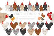 Frizzle Chicken breed clip art, an Animal Illustration by pet design shop (Thumbnail 1 of 5)