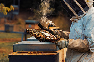 Beekeeper inspecting an active hive, a Person Photo by Perpis