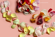 Ikebana Botanical Asset Collection, an Object Graphic by Studio Yorktown (Thumbnail 6 of 15)