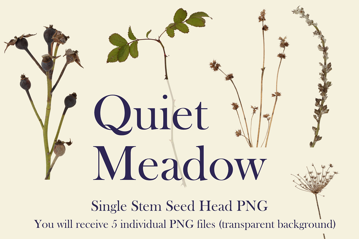 Quiet Meadow — Single Stem Seed Head, an Object Graphic by Aga Silva (Photo 2 of 4)