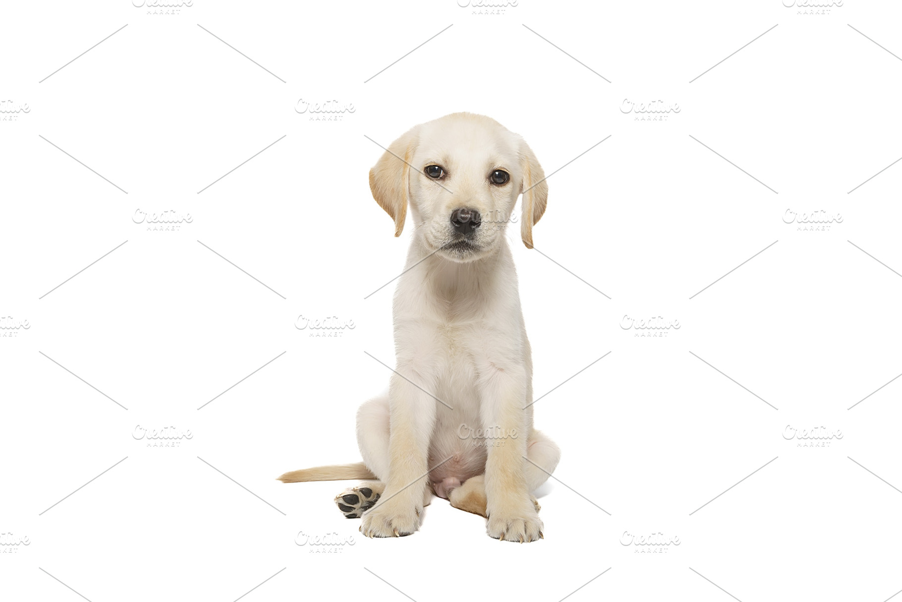 puppy labrador isolated on white bac, an Animal Photo by AlexBush