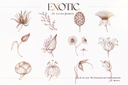 Vintage Flowers Collection, an Illustration by TL Design (Thumbnail 4 of 8)