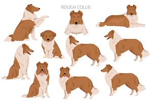 Rough Collie Clipart