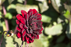 Bright burgundy dahlia.