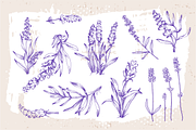 Lavender sketch illustration, a Decorative Illustration by Samira (Thumbnail 6 of 10)