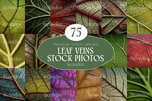 75 Leaf Veins Stock Photos, a Nature Photo by Incomelion