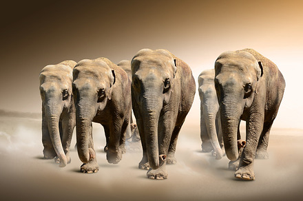 Herd of elephants containing abstract, africa, and african, an Animal Photo by PureSolution