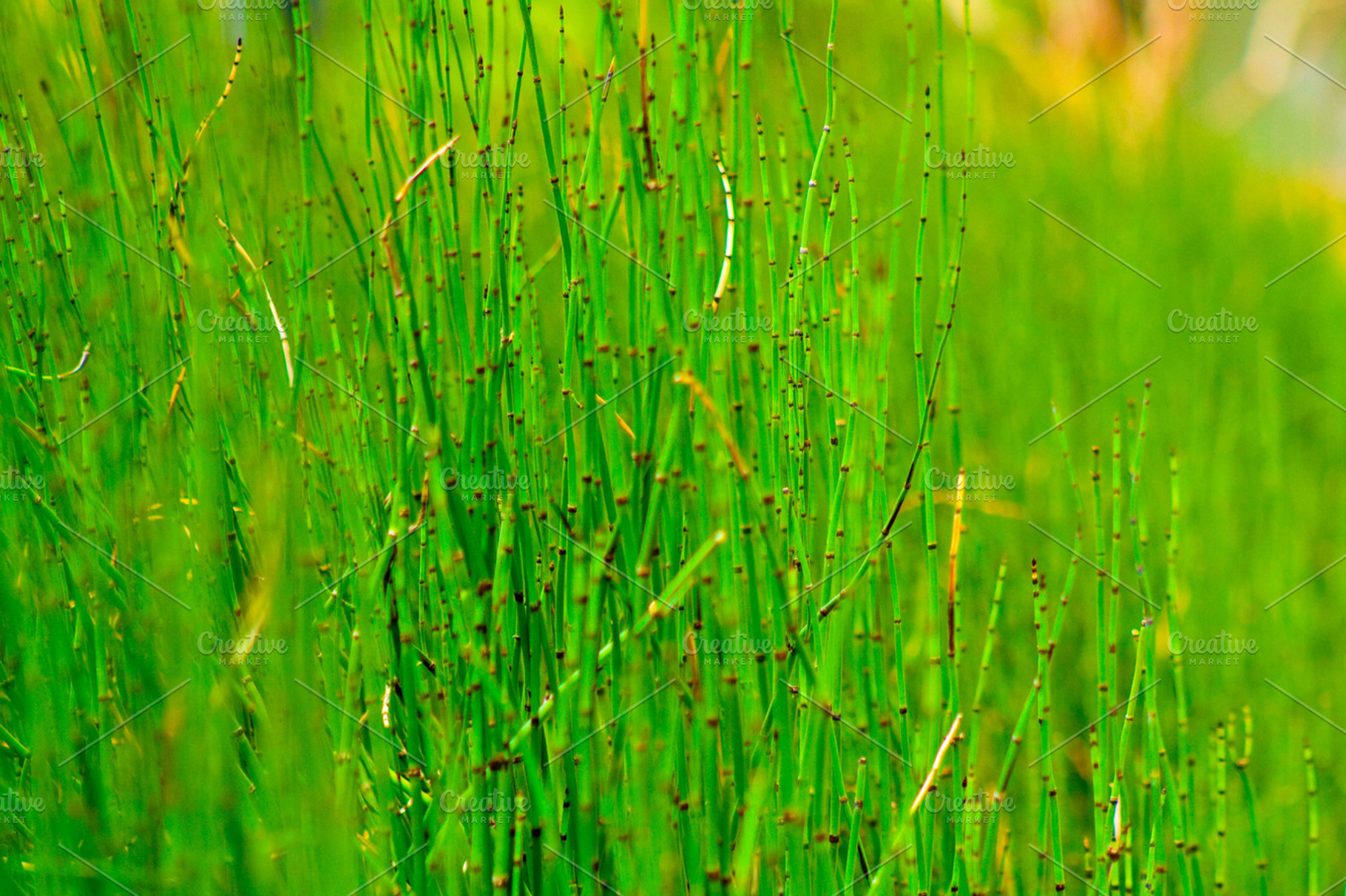 Bamboo Containing Bamboo Bokeh And Macro
