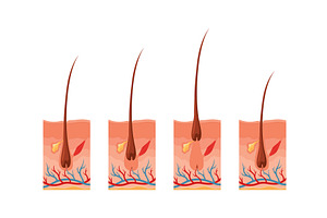 Hair growth cycle. Follicles, an Illustration by Things for designers
