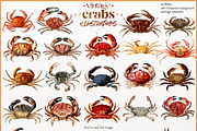 Vintage Crab illustrations, an Animal Illustration by Natalka Dmitrova art (Thumbnail 3 of 12)