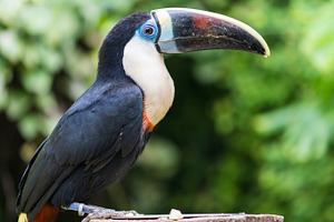 Tucan tucanus ramphastos featuring tucan, tucanus ramphastos, and animal