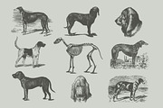 Vintage Bundle 2500+ Free Update, an Animal Illustration by Retro Machine (Thumbnail 109 of 170)