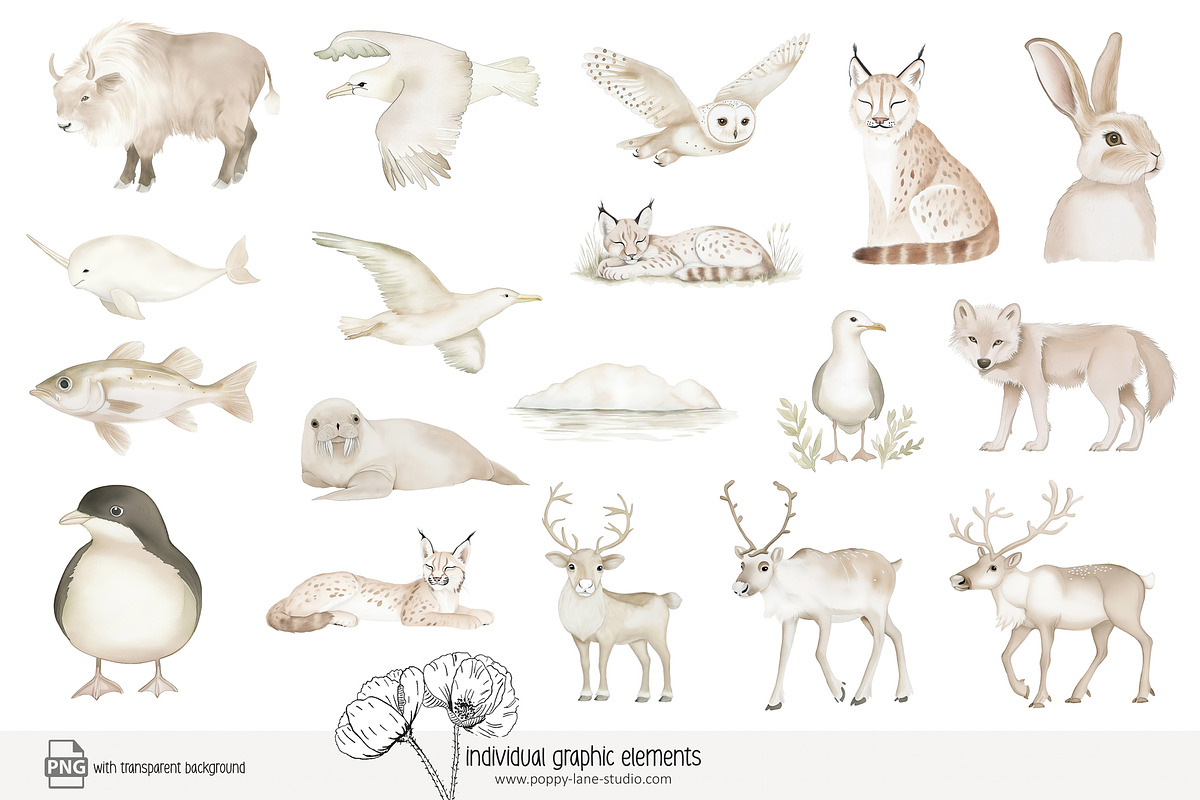 100 polar animal clip art, an Animal Illustration by Poppy Lane Studio (Photo 8 of 12)