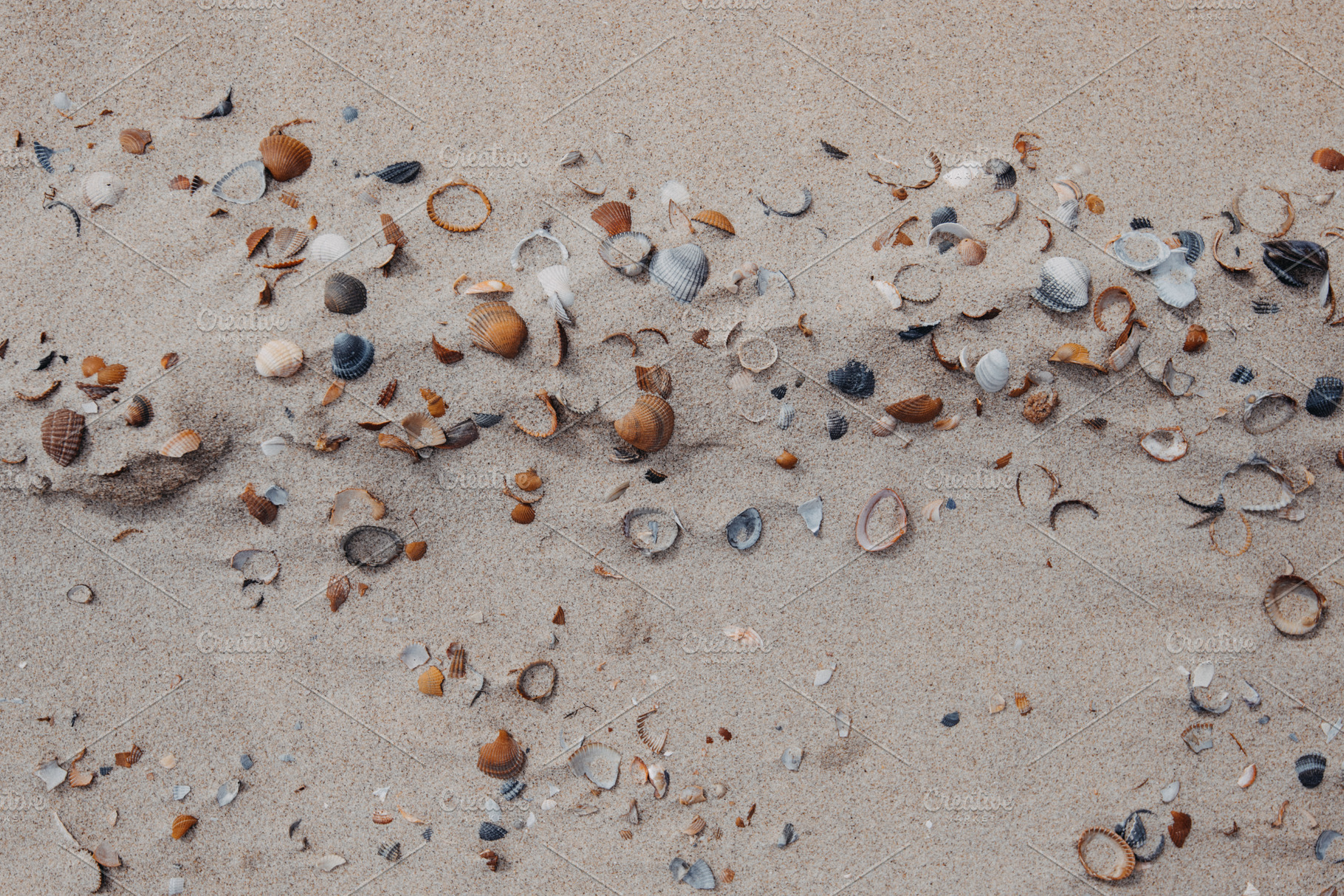 Shells on the beach, a Nature Photo by Kelly Van de Vliet
