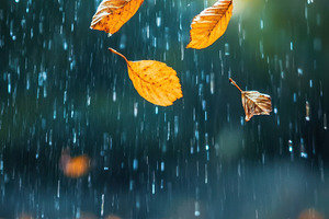 Golden leaves falling in the rain, a Photo by Beautiful things
