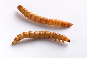 Two dried mealworms on white background, ideal for use in pet fo, an Animal Photo by Ales Munt