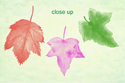 Watercolor Leaf Photoshop Brushes preview 2