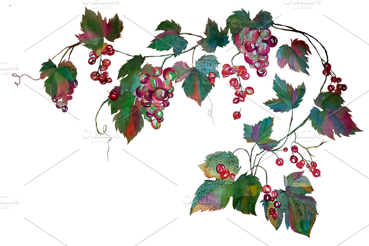 Watercolor grape set + Bonus 4 BG., a Decorative Illustration by redstudio (Photo 8 of 11)