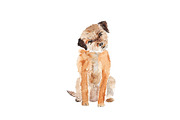 Watercolor Dog Bundle Border Terrier, an Illustration by Foxery Digital (Thumbnail 4 of 4)