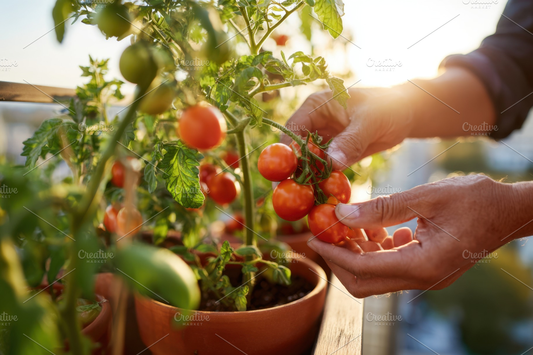 Harvesting ripe tomatoes on a balcony at sunset, a Food & Drink Photo by AlyaAnd