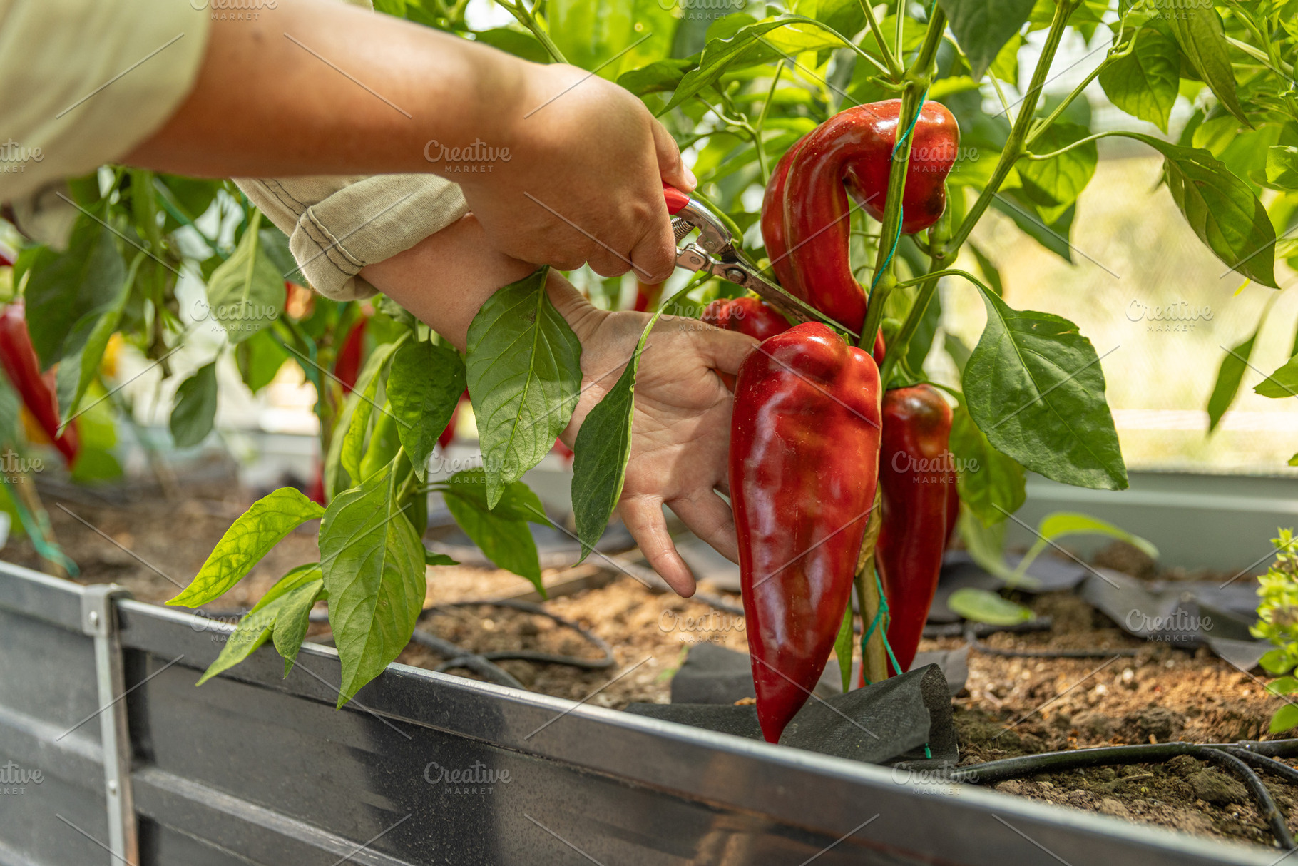 Gardener harvesting red peppers, a Photo by Grafvision photography