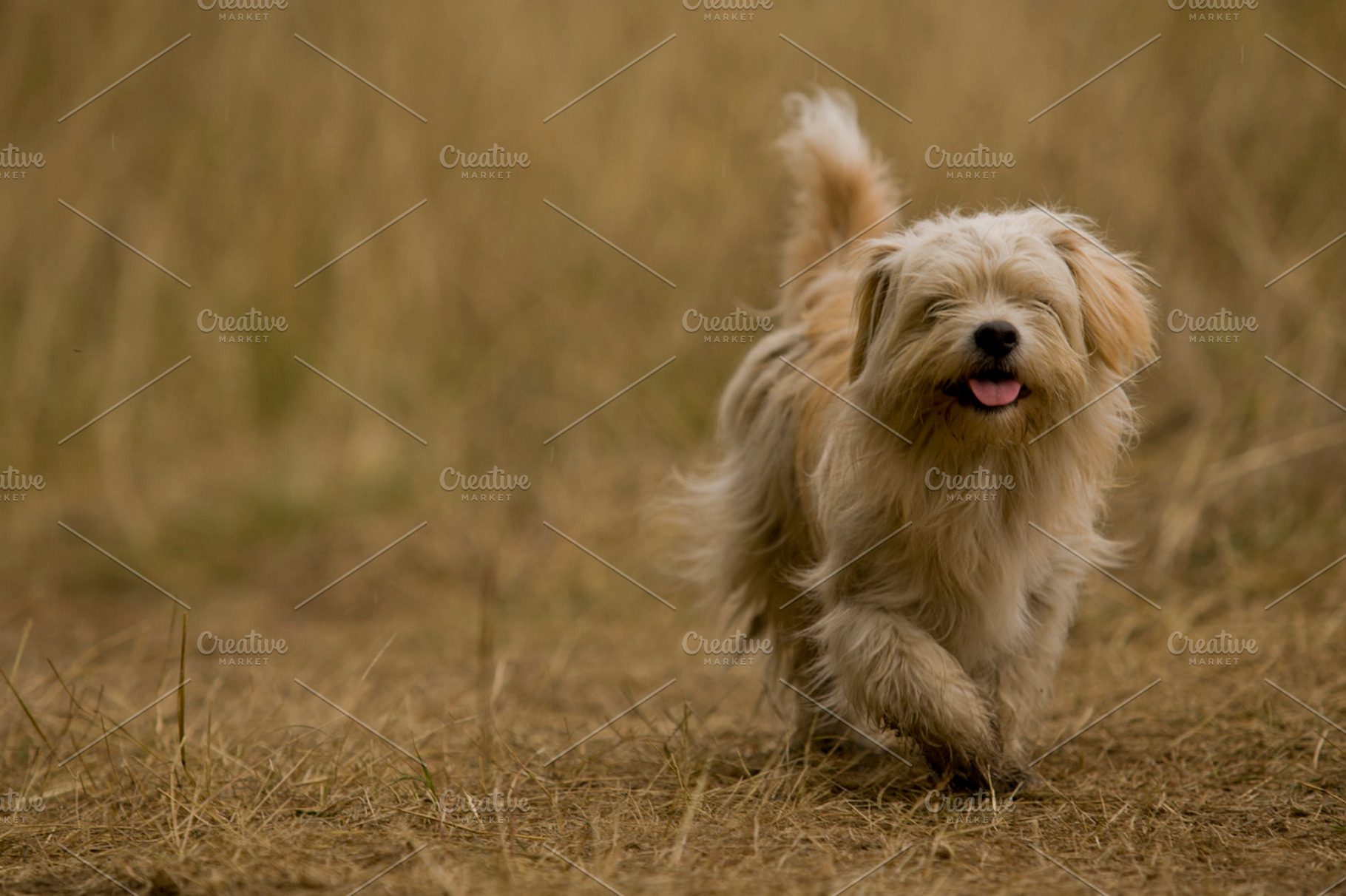 Dog walks containing dog, animal, and pet