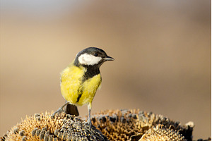 Close up portrait of a small yellow, a Holiday Photo by Pakosta
