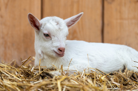 White kid is lying in straw on a background of wooden boards, an Animal Photo by Byrdyak