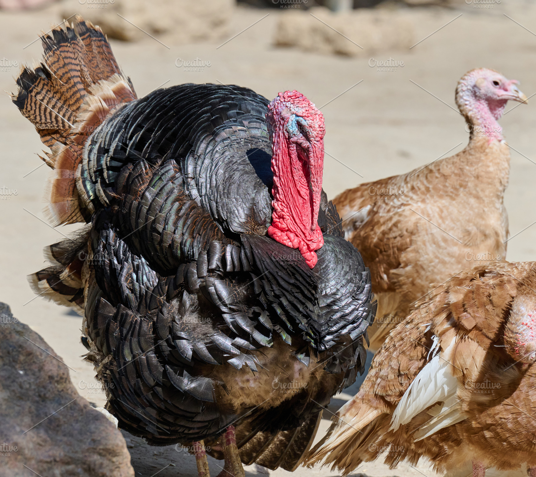 Close-up of a bronze turkey's head and upper body with its tail, an Animal Photo by ndanko