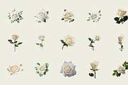 70 Watercolor White Rose PNG Clipart, a Graphic by Graphicspixel (Thumbnail 4 of 11)
