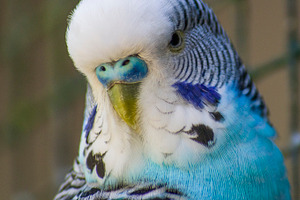 Budgie I