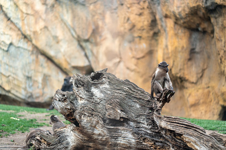 White cheeked mangabey sitting on log in Bioparc Valencia