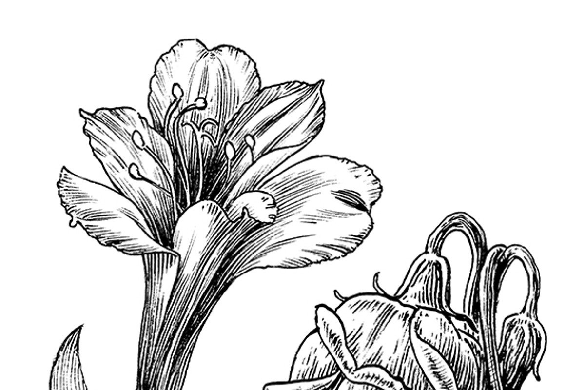 Ink flower set, a Decorative Illustration by RasterBird (Photo 9 of 10)