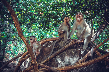 Monkeys featuring monkeys, familu, and nature