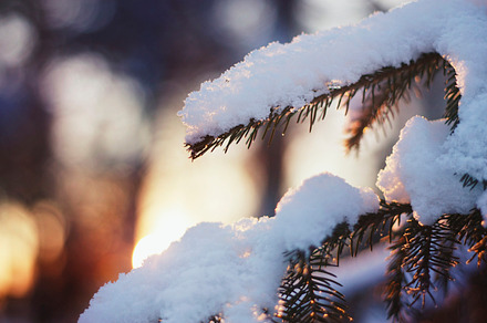 Spruce In Sunset Light preview 6