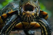 236 surprised animals, an Animal Photo by Handmadefont (Thumbnail 218 of 241)