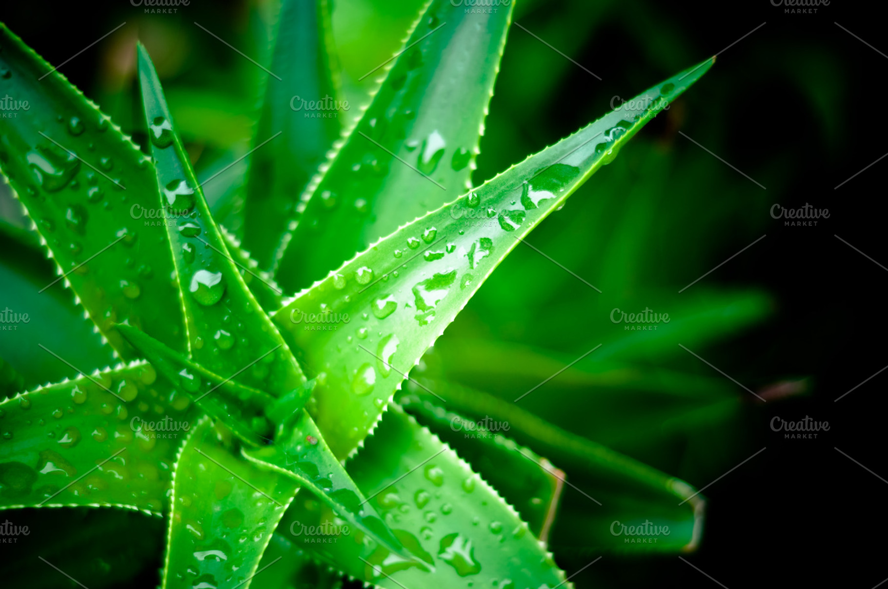 Green Plant with Dew Drops