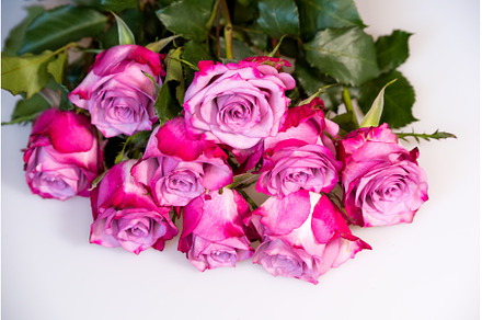 Bouquet of purple roses on white, a Nature Photo by COLORFUL