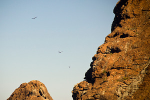 Soaring Eagles, a Nature Photo by THP Creative