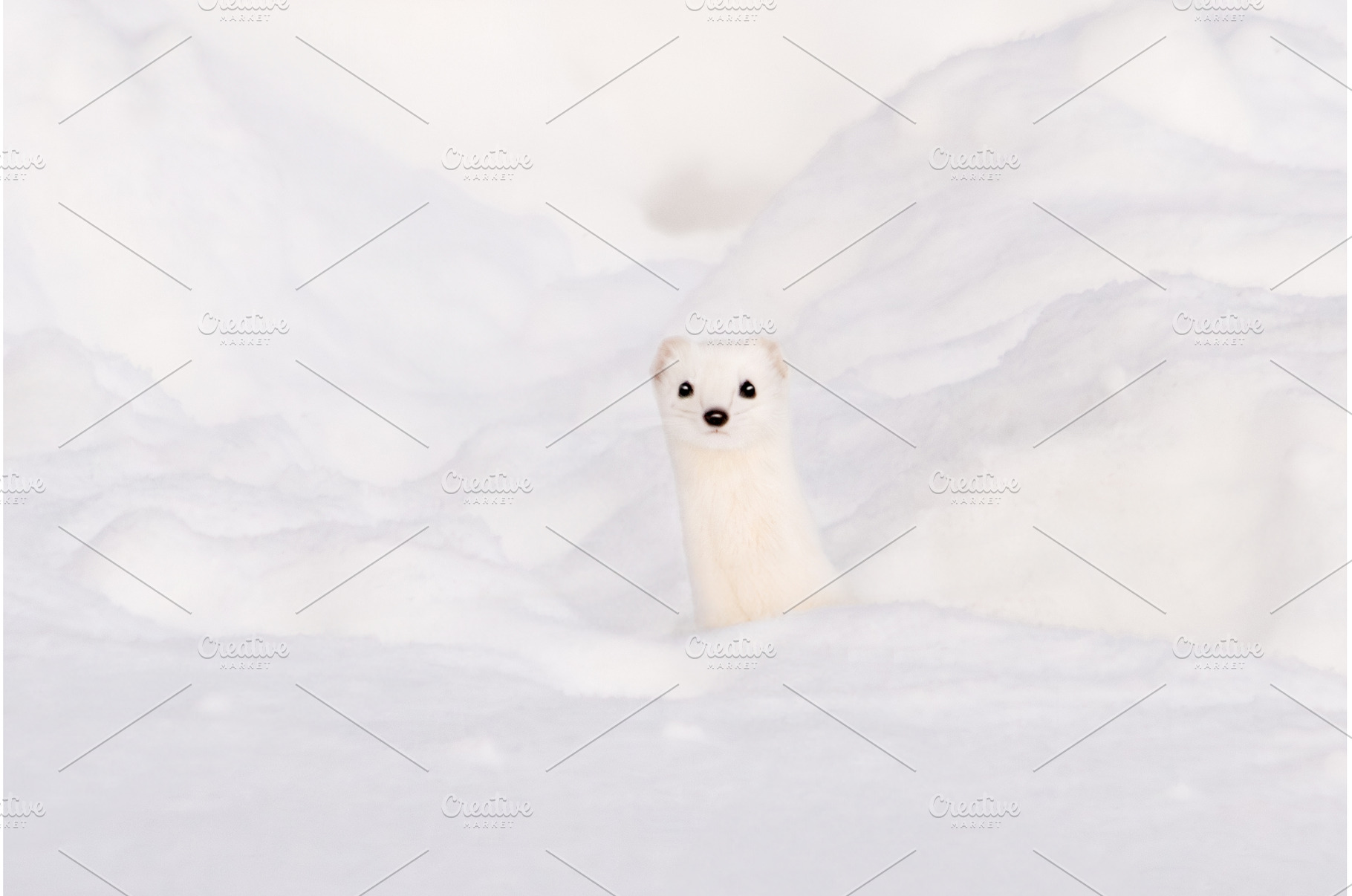 Full-face portrait of a white stoat, an Animal Photo by Pakosta