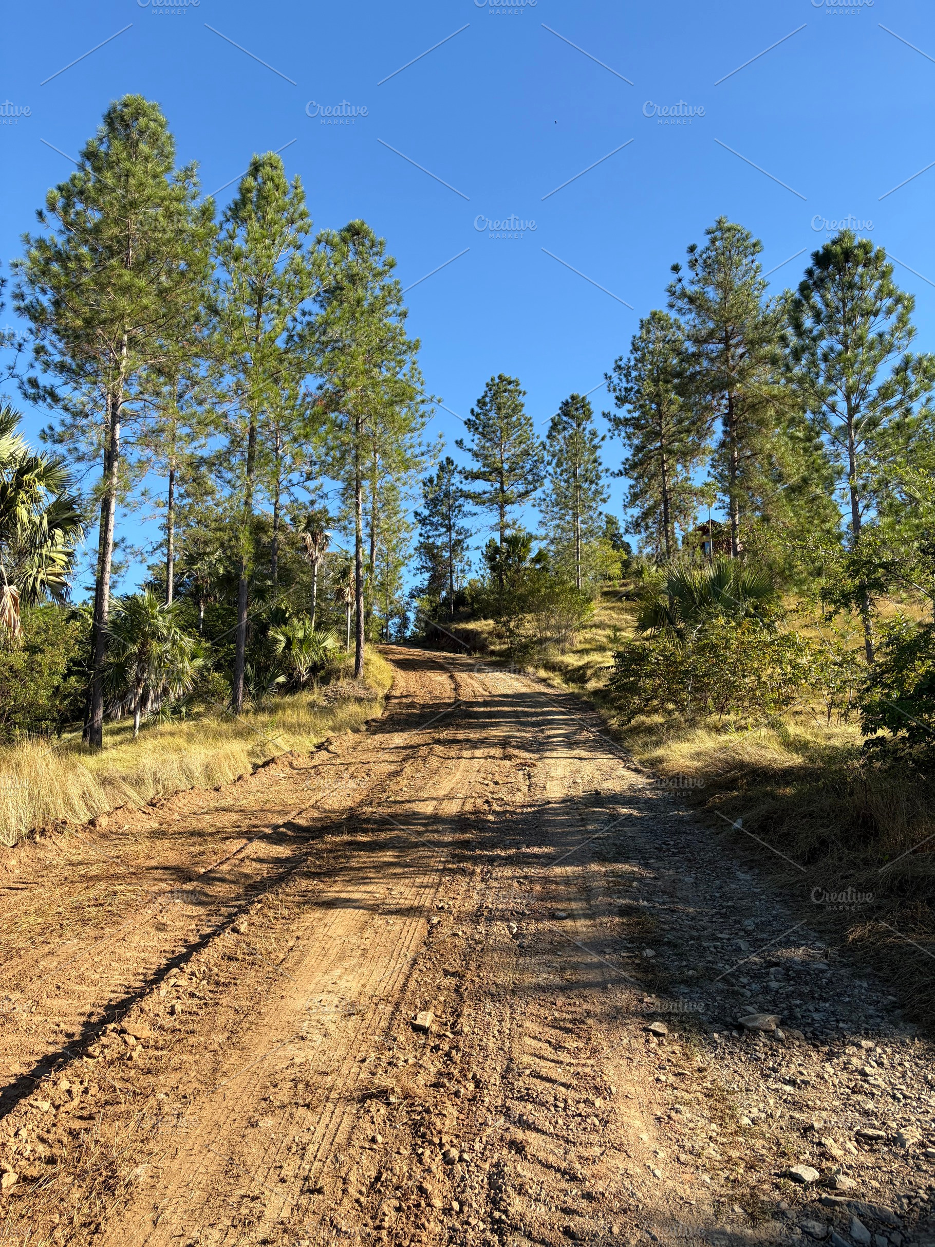 Dirt Road, a Nature Photo by Color FFF