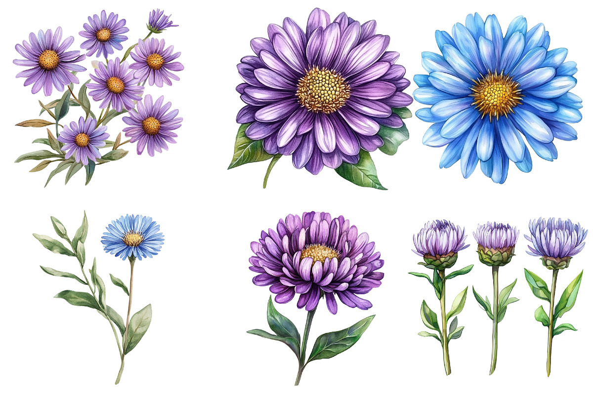 Watercolor Aster Flowers Botanical C, an Illustration by Watercolor design (Photo 4 of 4)