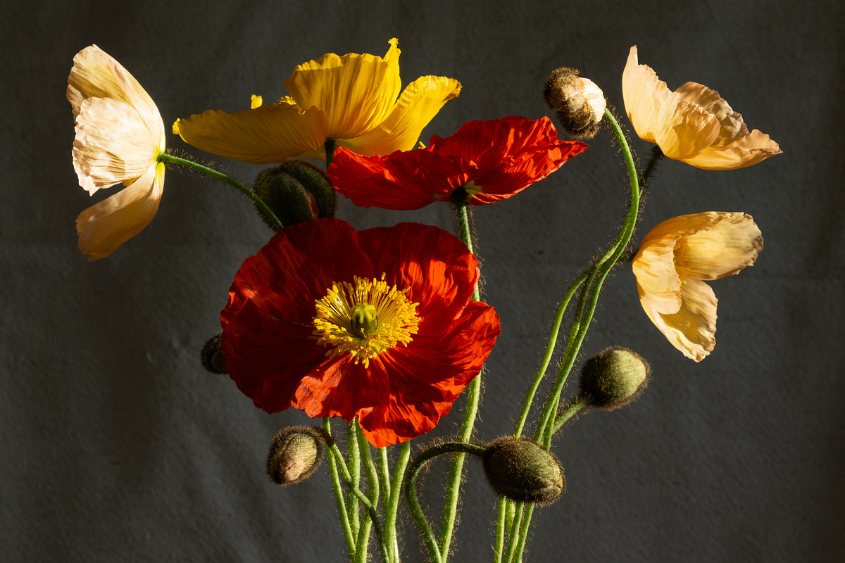Poppies in Red Glass Vase, a Photo by This For There (Photo 7 of 11)